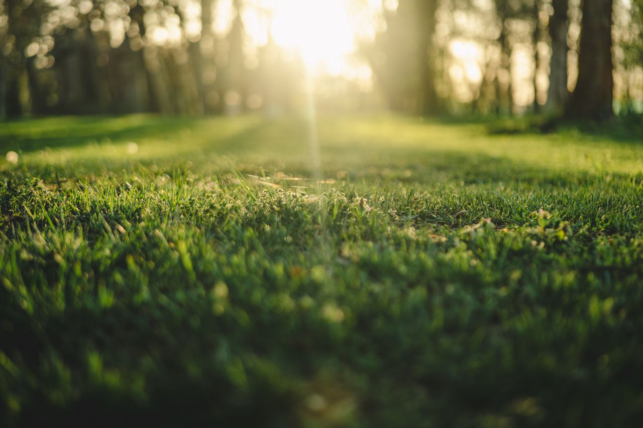 A peaceful morning view of sunlight filtering through trees onto a grassy park area.