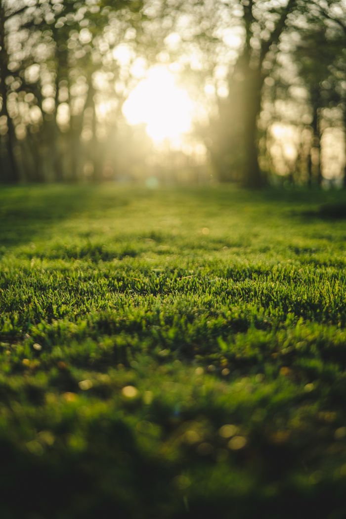 Sunlight filters through trees to illuminate a lush, green forest lawn in the morning.