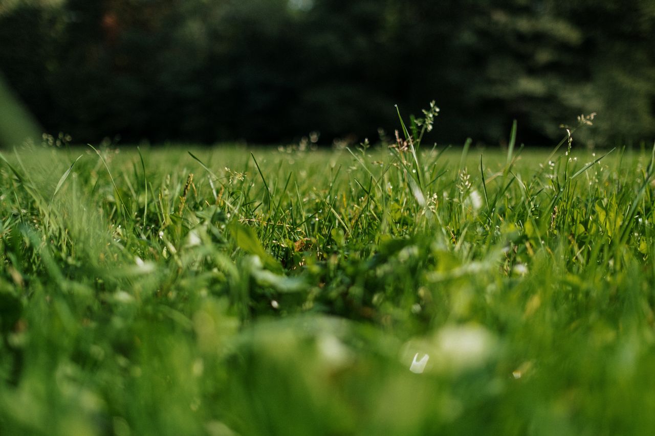 Lush green grass with a soft focus, capturing a sunlit meadow scene outdoors.
