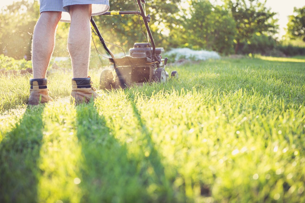 Gardener mowing lawn with a push mower on a sunny afternoon, wearing boots and shorts.