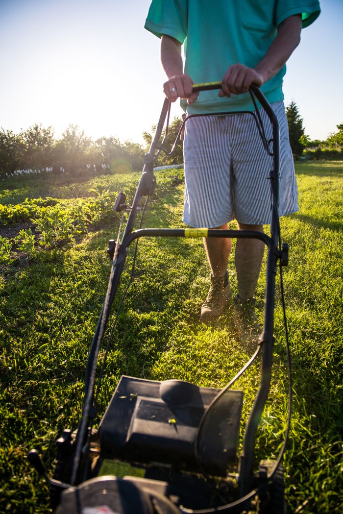 Man mowing lawn with push mower on a sunny day, vibrant green grass.