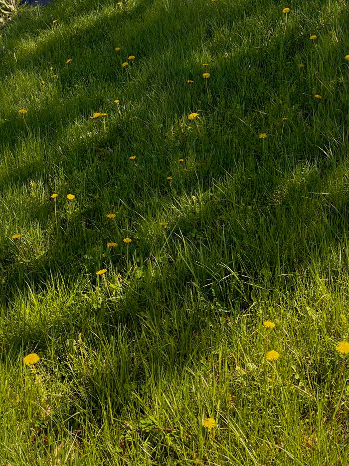 High angle of green grass with yellow flowers growing on lawn in summer sunny day in countryside